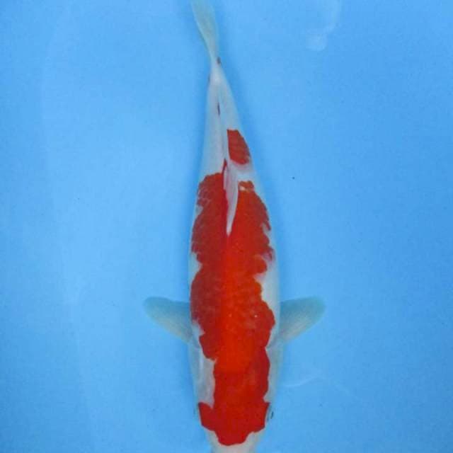 Kohaku