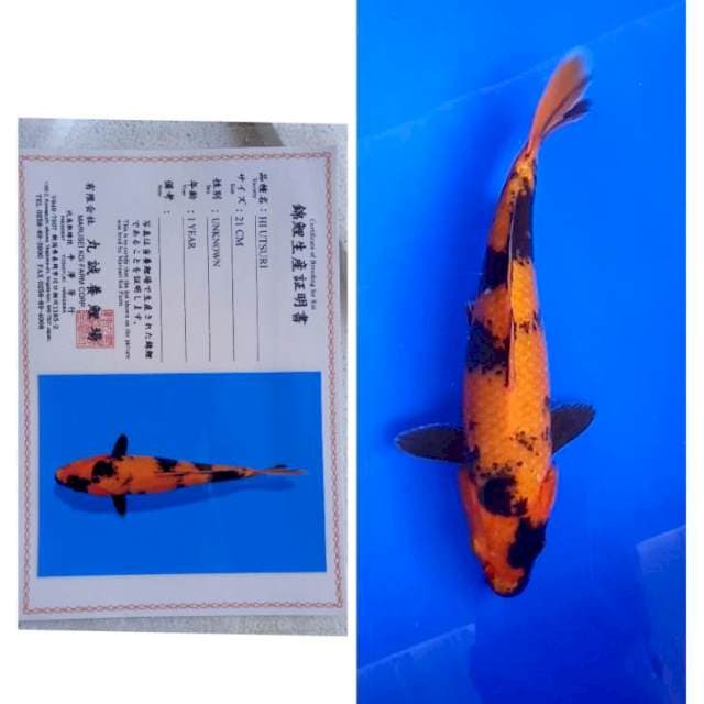 Hi Utsuri Marusei