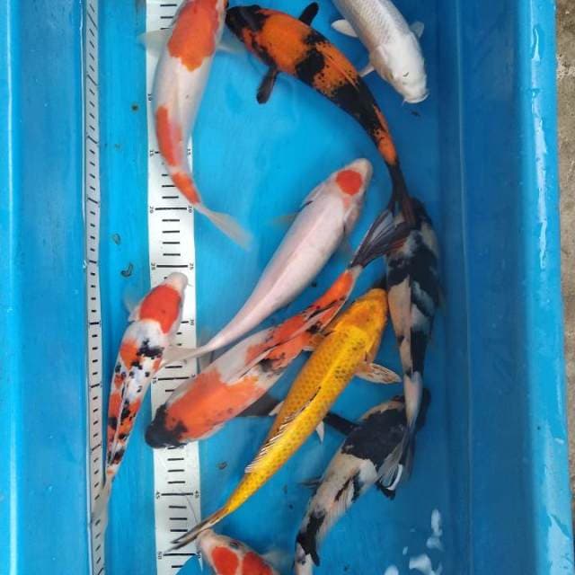 Paket mix 10ekor