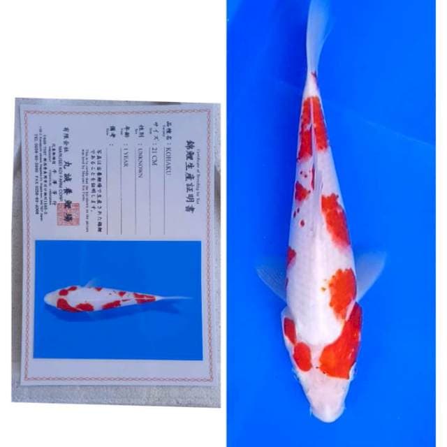 Kohaku Marusei