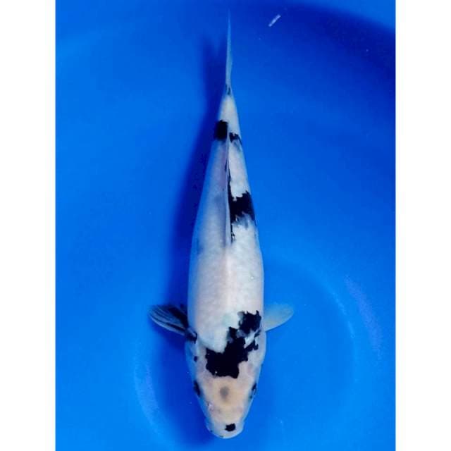 Shiro salju 33cm