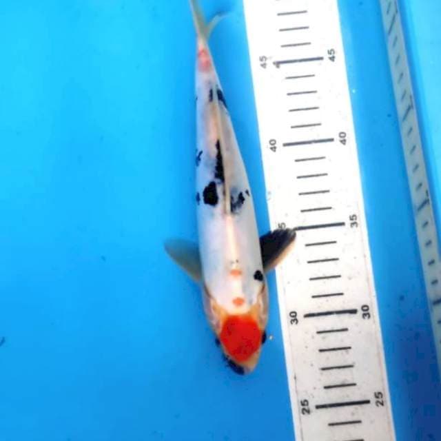 Showa doit 22cm