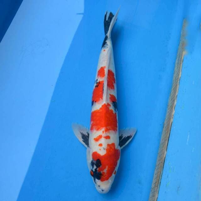 Jumbo Kindai Showa Import non serti