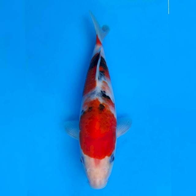 Maruhiro Sanke
