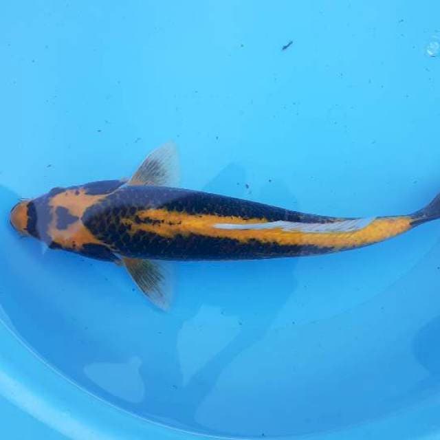 Kabuto sisik