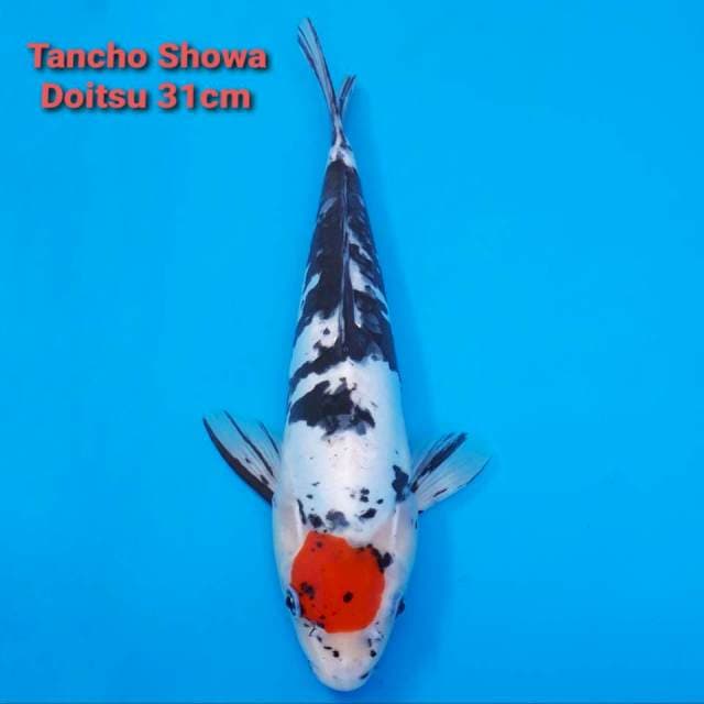 F1 Doitsu Tancho Showa 31cm ORIGINAL