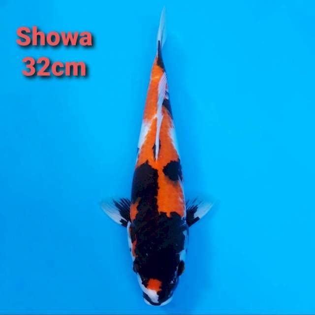 F1 Showa Sanshoku 32cm