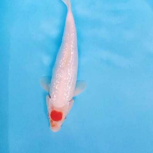 Tanco kohaku ginrin 33 cm