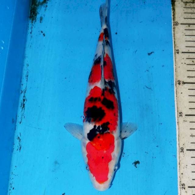 30cm SANKE 4STEP