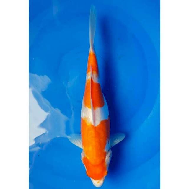 3Step Kohaku Doitsu 31cm (F)