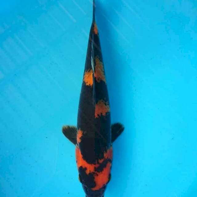 Hi utsuri
