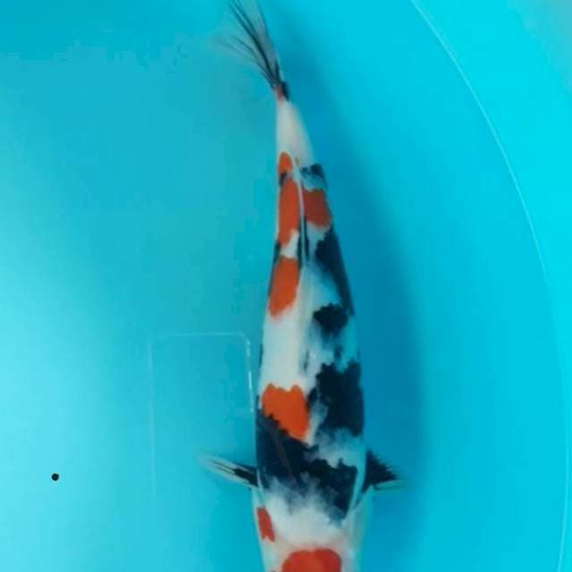 Showa Maruten Tsubo Sumi