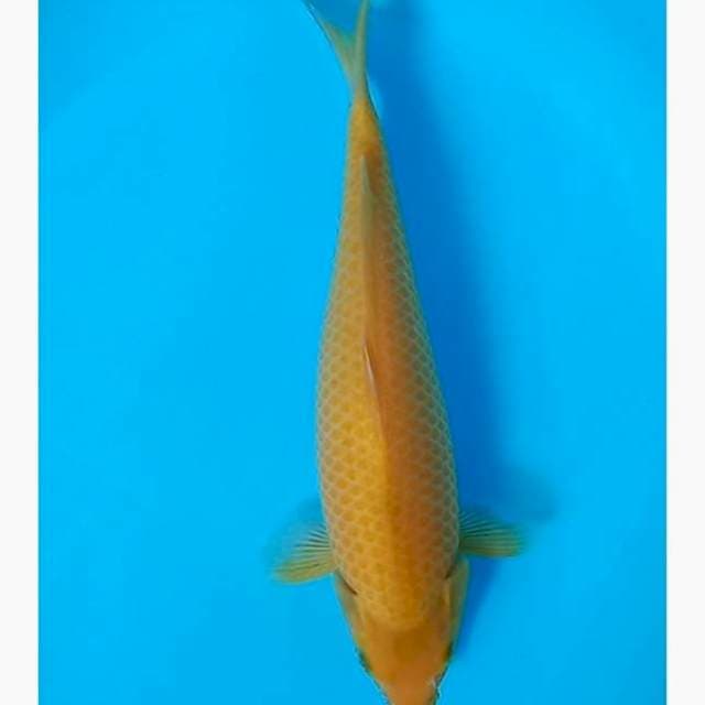 Karashi