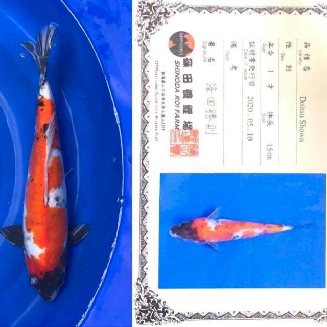 Aruku 04 - Showa Doitsu Import Shinoda Koi Farm