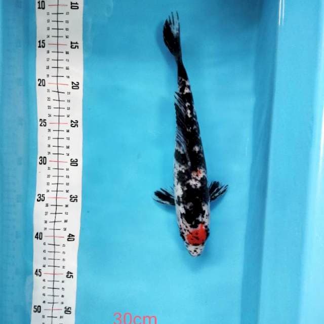 TANCHO SANKE 30cm