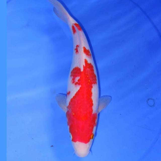 ROKU KOHAKU 31cm