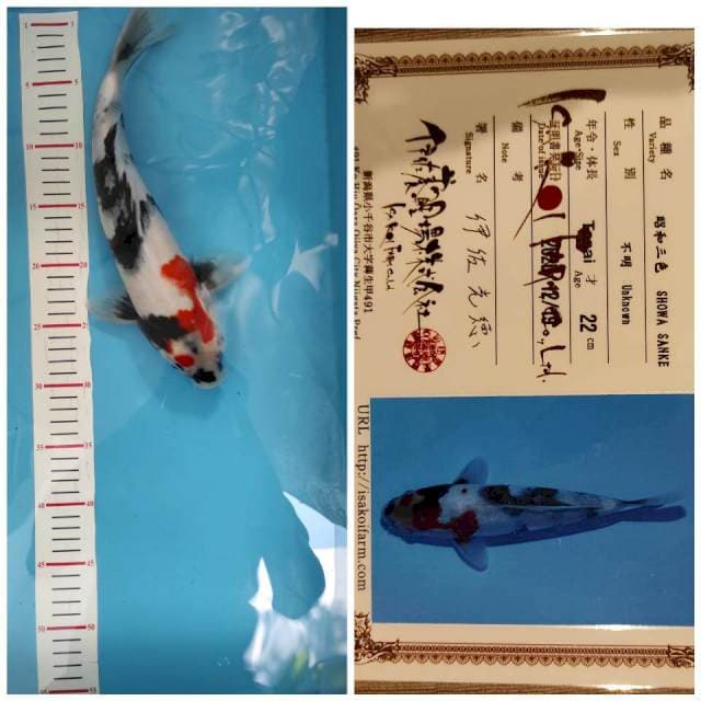 Isa kindai Showa