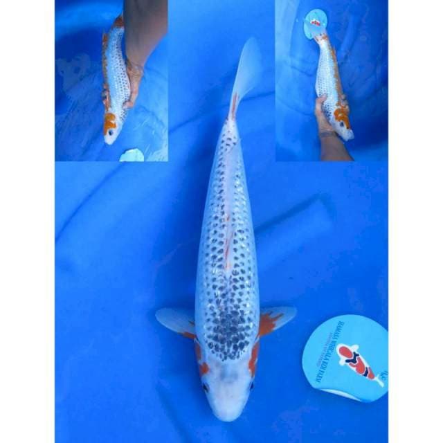 39cm - Asagi Ginrin