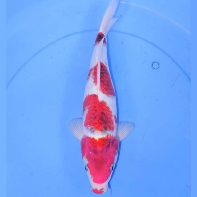 33cm KOROMO