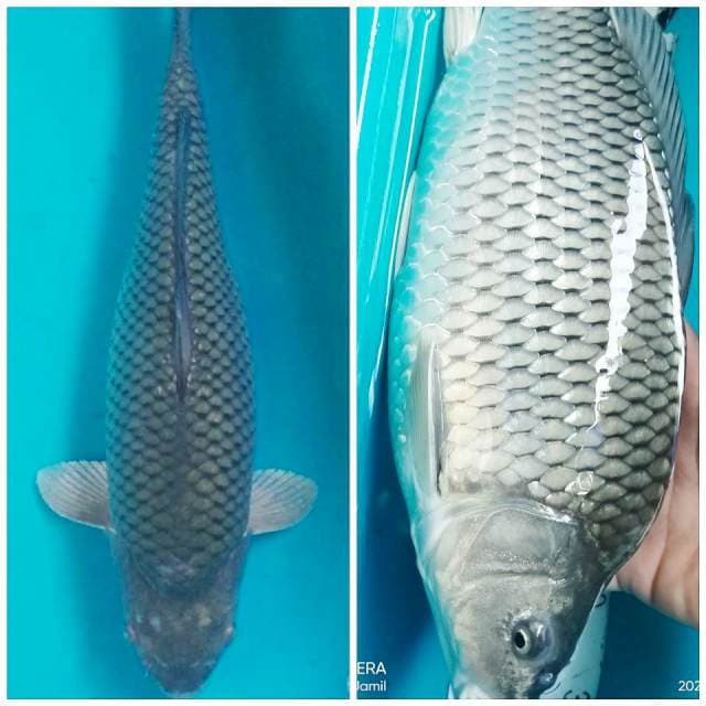 Soragoi Punuk onta 35cm