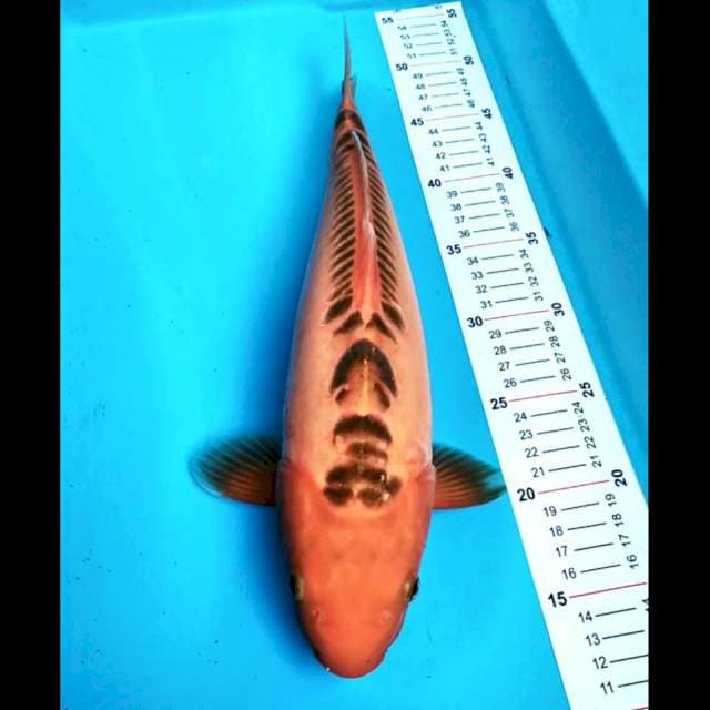 Mizuho 38 cm