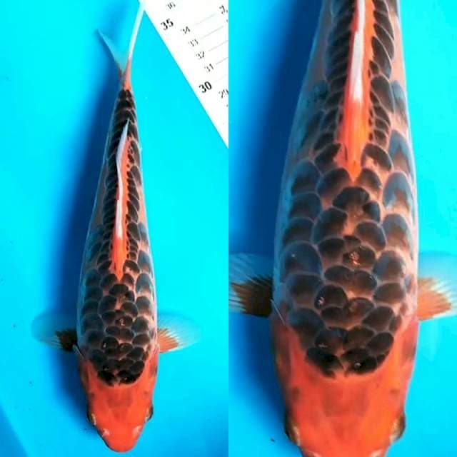 Mizuho Antik 27 cm