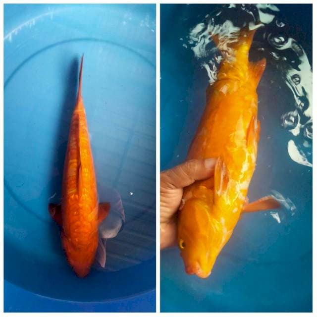 CHAGOI TEMBAGA 37 CM