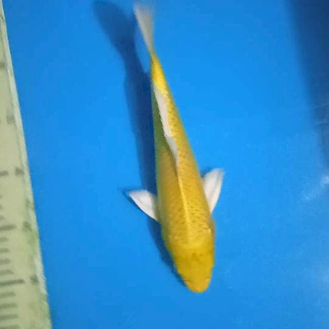Yamabuki kuning bersih