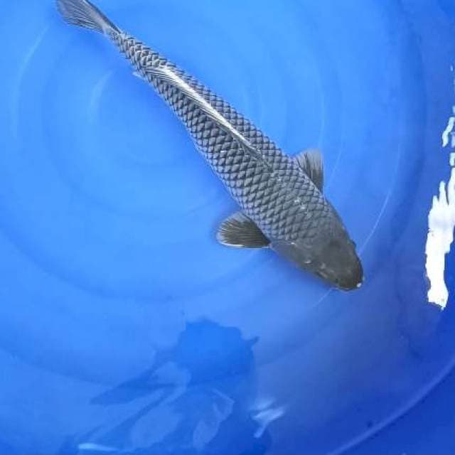 soragoi f1 jantan 48cm jumbo