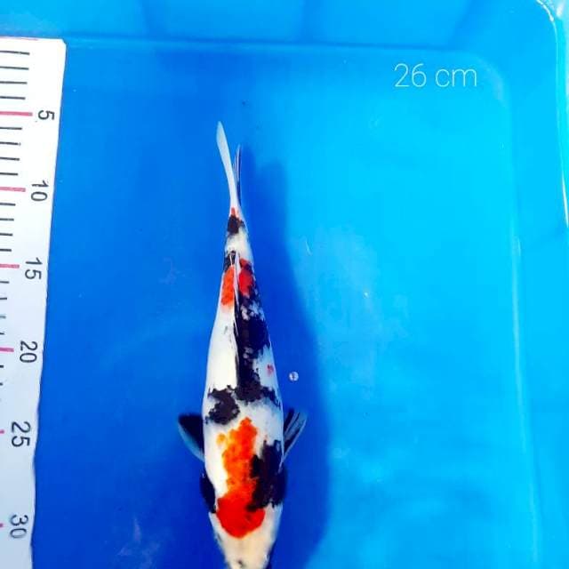A. Showa 26 cm