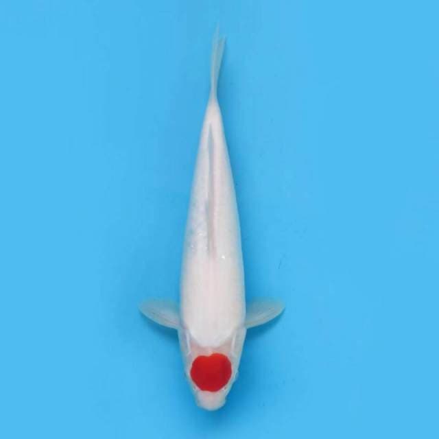 Tancho kohaku f1 ,, tosai