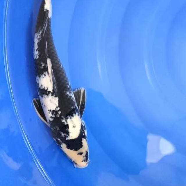 shiro jantan 41cm