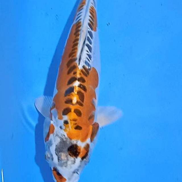 Kiko