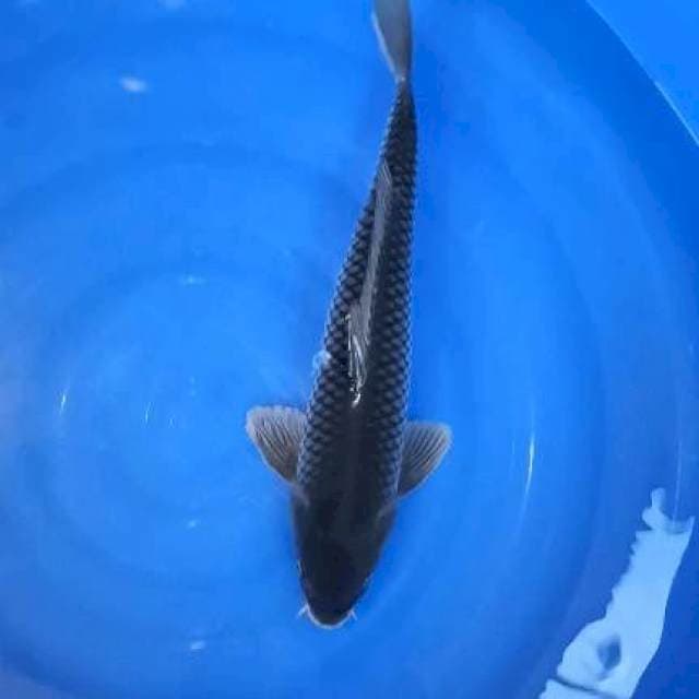 f1 49cm soragoi jantan