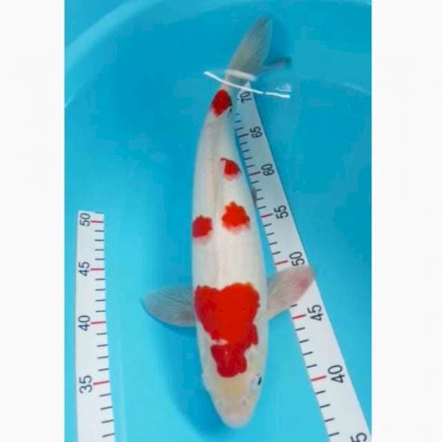 Kohaku jantan