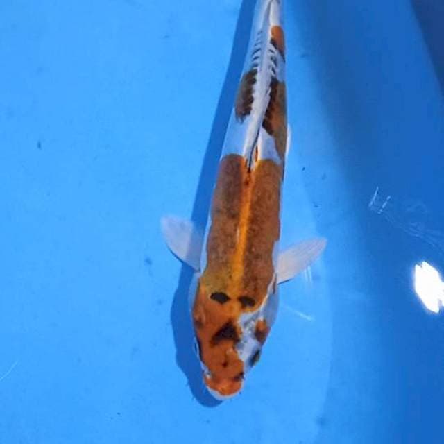 Kiko