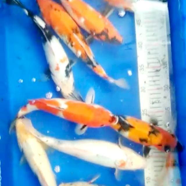 Paket murah showa 25 - 29 cm
