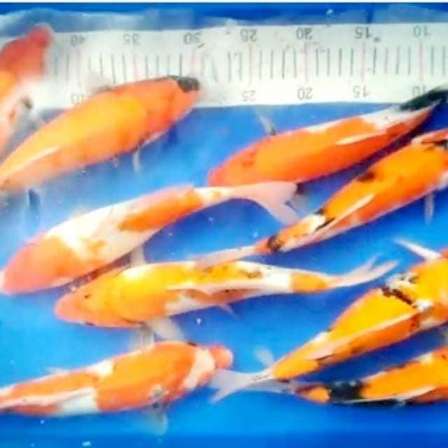 Paket murah showa 26 - 30 cm
