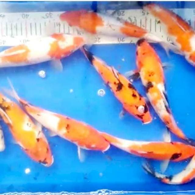 Paket murah showa 24 - 28 cm