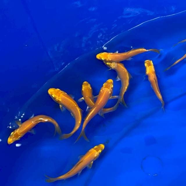 1 Yamabuki Ogon Import Marudo