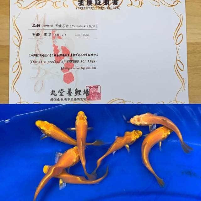 1 YAMABUKI OGON IMPORT MARUDO