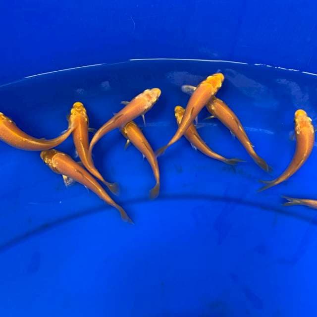 1 YAMABUKI OGON IMPORT MARUDO