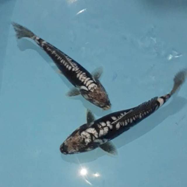 Antikan 25-27 cm 2 ekor