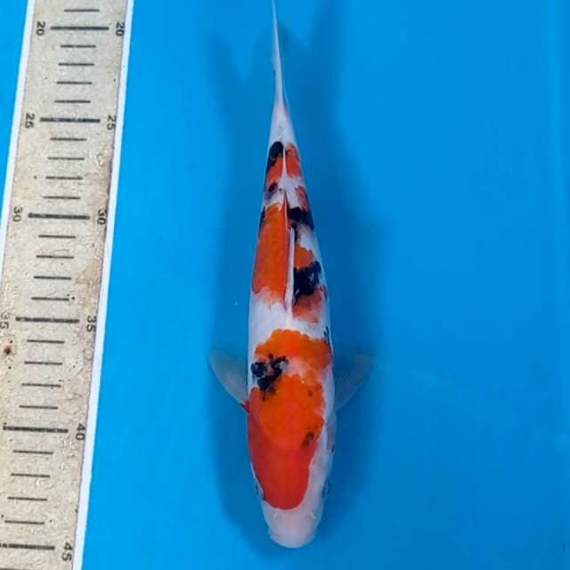 Sanke, 25 cm
