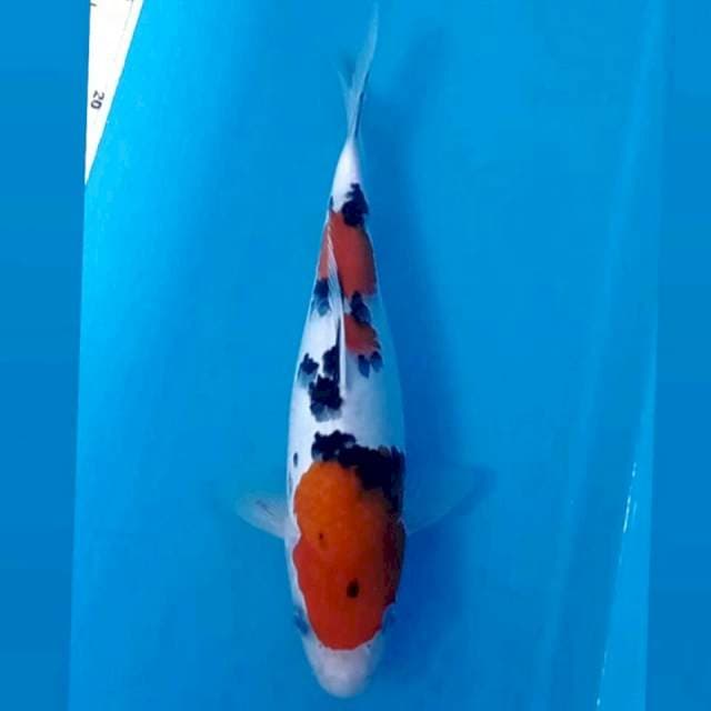 Sanke, 24 cm