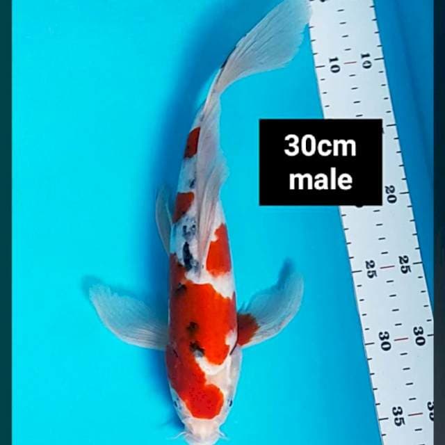 Kumpay maruten sanke 30cm male