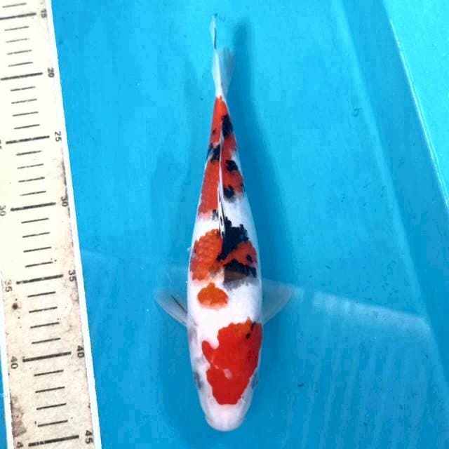 Sanke, 26 cm