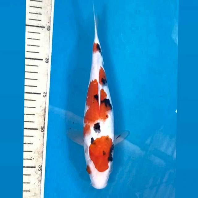 Sanke, 25 cm
