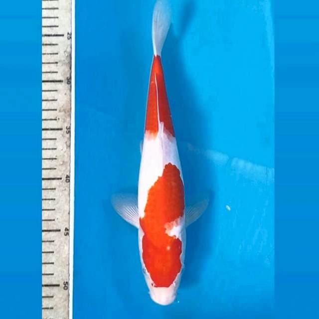 Kohaku, 28 cm