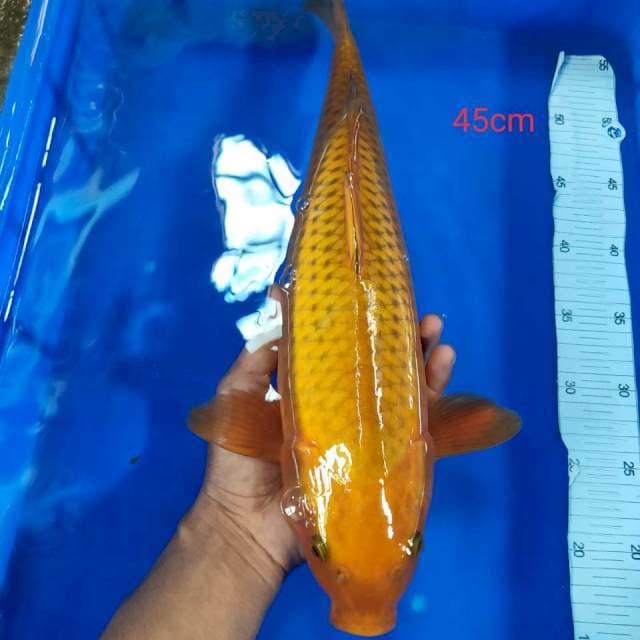 Cagoi tembaga 45cm